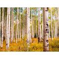 PAPERMOON Fototapete "Birches in Colorado Rocky Mountains" Tapeten Gr. B/L: 3,5 m x 2,6 m, Bahnen: 7 St., bunt (mehrfarbig) Fototapeten