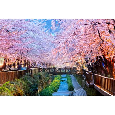 PAPERMOON Fototapete "Cherry Blossoms Busan City" Tapeten Gr. B/L: 5 m x 2,8 m, Bahnen: 10 St., bunt (mehrfarbig) Fototapeten