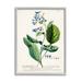 Stupell Industries Botanical Plant Illustration Blue Flowers Vintage Design Canvas Wall Art By World Art Group Canvas in Green | Wayfair