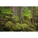 Millwood Pines USA Washington State Olympic National forest forest Landscape Credit as Don Paulson/Jaynes Gallery Poster Print by Jaynes Gallery (36 X 24) Paper | Wayfair