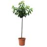 Kentis - Pianta di Ciliegio - Prunus Avium - Alberello da Frutto Ciliegia - Vaso ø 28 cm