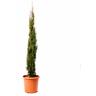 Cupressus Sempervirens Totem - Cipresso Pianta da Siepe Sempreverde - H 100/125 cm Vaso Ø 20 cm