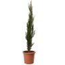 Kentis - Cupressus Sempervirens Totem - Cipresso Pianta da Siepe Sempreverde - h 80/100 cm Vaso ø