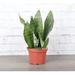 Thorsen's Greenhouse Live Zeylancia Snake Plant, 6" Diameter in Brown | 12 H x 6 D in | Wayfair 6 Snake Z