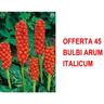 Bulbi autunnali offerta 45 bulbi arum italicum bulbs bulbes