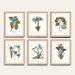 Buchoz Botanical Spa Art - Print II, 23"x19" - Ballard Designs 23"x19" - Ballard Designs