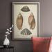 Highland Dunes Antique Knorr Shells V - Picture Frame Print on Canvas Canvas, Solid Wood in Black/Brown | 20 H x 16 W x 2.5 D in | Wayfair