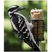 Birds Choice Peanut Suet Logs for Birds | 5 H x 7 W x 15 D in | Wayfair CPL12