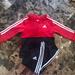Adidas Matching Sets | Adidas Tracksuit- 18 Months | Color: Gray/Red | Size: 18mb
