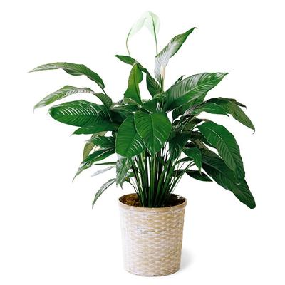 Send Flowers - Peace Lily Plant