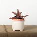 Winston Porter Foday Cement Pot Planter | 5 H x 5.25 W x 5.25 D in | Wayfair 43C77E704E2D45D6BCED6C42BF6C5C29