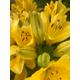 Lilium LA Hybrid 'Golden Tycoon' (Yellow Lily) Bulbs To Plant Yourself (Free UK Postage)