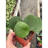 Florida House Plants Hoya Obovata Splash Variegated, Speckled w/ Freckles | 12 H x 5 D in | Wayfair 97899457