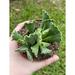 Florida House Plants Crinkle Leaf Plant Very Filled 3 Inch Pot Adromischus Cristatus Key Lime Pie | 12 H x 5 D in | Wayfair 38061525