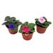 Florida House Plants African Violet Assortment Set 4 Inch Pots 3 Different African Violets Plants S | 12 H x 5 D in | Wayfair 67565214