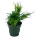 Florida House Plants Asparagus Fern Plumosa Asparagus Setaceus 4 Inch Lace Fern Climbing Asparagu | 12 H x 5 D in | Wayfair 22084655