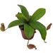 Florida House Plants Winged Pitcher Plant Carnivorous Nepenthes Alata In 2 Inch Pot | 12 H x 5 D in | Wayfair 30687913