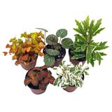 Florida House Plants Premium Foliage Assortment Colorful Fern Set Nerveplantfern Creeping Saxifrag | 12 H x 5 D in | Wayfair 96526502