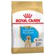 3kg Puppy Labrador Retriever Royal Canin Breed - Croquettes pour chiot
