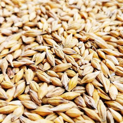 5 kg Gerste Gereinigt Hühnerfutter Geflügelfutter Futtergerste Vogelfutter Ernte 2023 dml