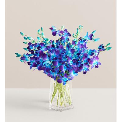1-800-Flowers Flower Delivery Ocean Breeze Orchids 20 Stems W/ Clear Vase | Put A Smile On Their Face