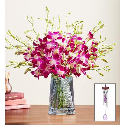 1-800-Flowers Flower Delivery Exotic Breeze Orchid...