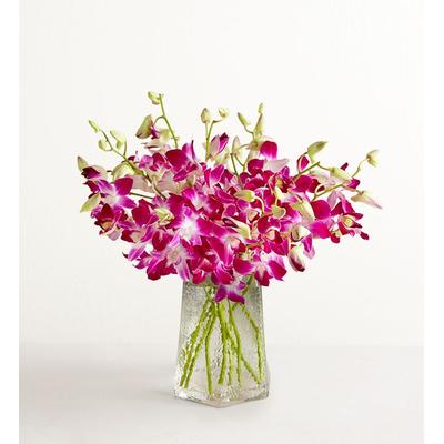 1-800-Flowers Flower Delivery Exotic Breeze Orchids 10 Stems W/ Clear Vase | Send The Gift Of Flowers