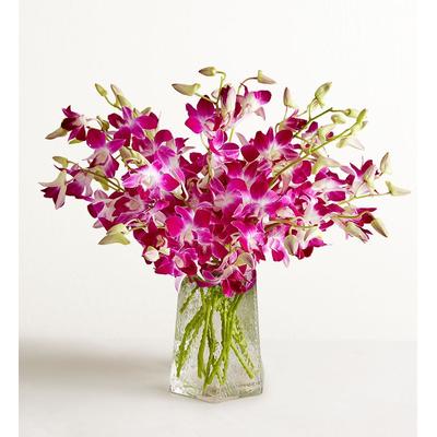 1-800-Flowers Flower Delivery Sympathy Orchids 20 Stems W/ Clear Vase | Happiness Delivered To Their Door