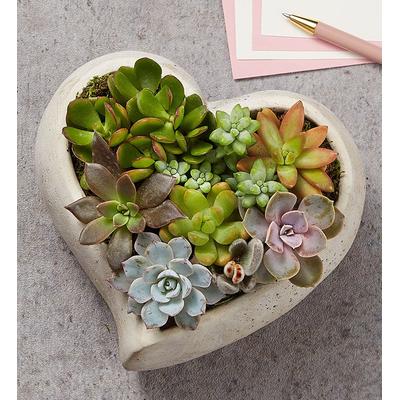 1-800-Flowers Everyday Gift Delivery Sweet Succulent Heart Garden Large | Same Day Delivery Available