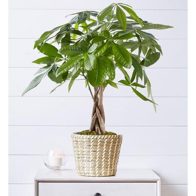 1-800-Flowers Plant Delivery Money Tree Medium Plant | Happiness Delivered To Their Door