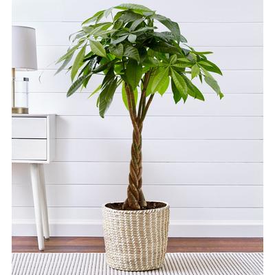 1-800-Flowers Plant Delivery Money Tree Floor Plant