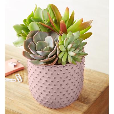 1-800-Flowers Plant Delivery Sweet Succulent Garden | Happiness Delivered To Their Door