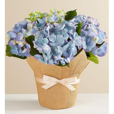 1-800-Flowers Plant Delivery Blue Hydrangea In Natural Wrap Large Plant Blue Hydrangea In Wrap