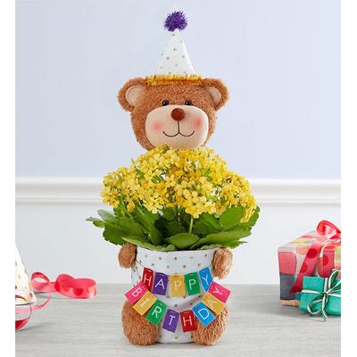 1-800-Flowers Everyday Gift Delivery Birthday Bear Celebrations Plant