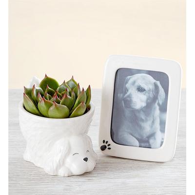 1-800-Flowers Plant Delivery My Pawfect Pet Dog Bundle