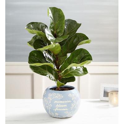 1-800-Flowers Everyday Gift Delivery Blooming Memories Fiddle Leaf Fig