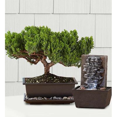 1-800-Flowers Plant Delivery Juniper Bonsai Medium Plant W/ Fountain