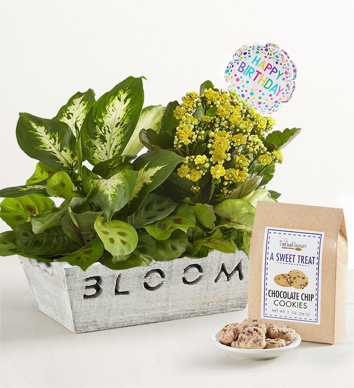 1-800-Flowers Seasonal Gift Delivery Bloom Dish Garden Bloom W/ Happy Birthday Balloon & Cookies | Happiness Delivered To Their Door