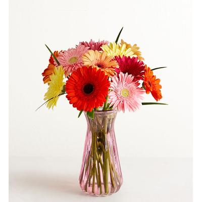 1-800-Flowers Flower Delivery Happy Gerbera Daisies 12-24 Stems, 12 Stems W/ Pink Vase | Happiness Delivered To Their Door