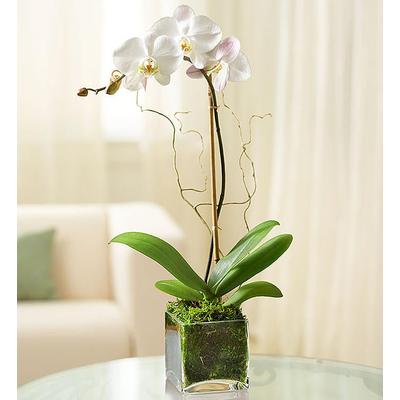 1-800-Flowers Flower Delivery White Phalaenopsis Orchid