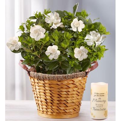 1-800-Flowers Everyday Gift Delivery Cherished Gardenia Large W/ Led Candle | Happiness Delivered To Their Door