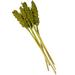 Birch Lane™ Clerkin Natural Dried Plant Floral & Botanical Artificial Foliage Preserved | 29.53 H x 3.15 W x 0.59 D in | Wayfair