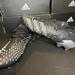 Adidas Shoes | Adidas Predator Freak .1 L Fg Us Mens 12 1/2 Fy1028 New | Color: Black/Silver | Size: 12.5