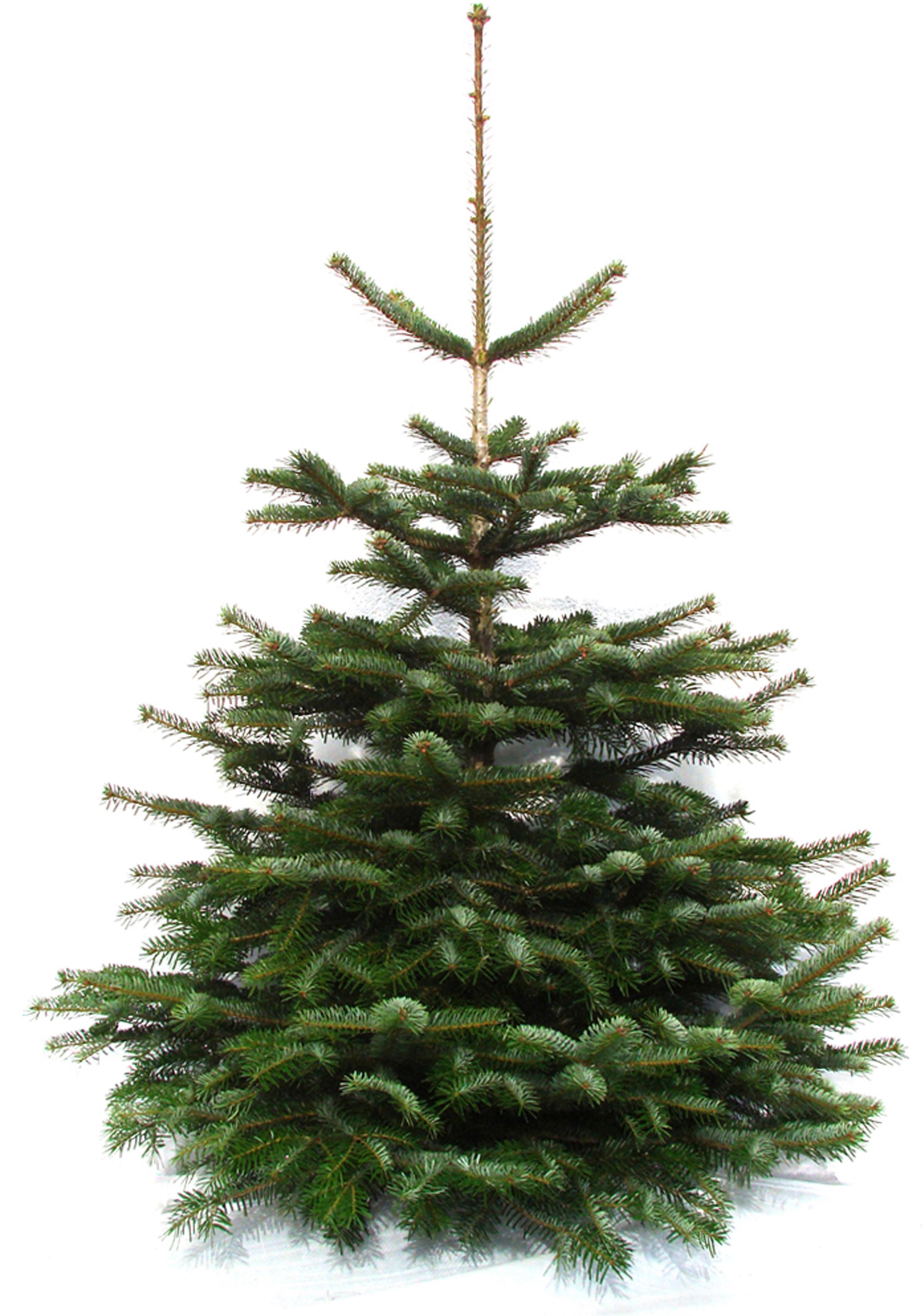 Echter Weihnachtsbaum WEIHNACHTSBAUMLAND "Nordmanntanne, Premium, Baumschul-Qualität, in verschiedenen Größen" Gr. 2, grün (tannengrün), 50, 100cm bis 120cm, Holzwerkstoff, Weihnachtsbäume, Stammdurchmesser: 10-12cm, frisch geschlagen, Weihnachtsdeko Image