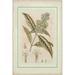 Rosalind Wheeler Small Tinted Botanical II (P) Canvas in White | 36 H x 24 W x 1.25 D in | Wayfair 87071CA995FC437987E4E1232201CD9B