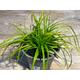 Carex oshimensis 'Everillo' - Japansegge 'Everillo', im Topf 13 cm