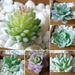 Ludlz Artificial Succulent Faux Small Succulents Plant Mini Fake Plants Unpotted Decor for Home Office 1Pc Plastic Fake Artificial Succulents Plant Bonsai Garden Home Office Decor