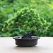 Ludlz 1Pc Artificial Plant Pine Tree Zen Spirit Party Home Hotel Desk Bonsai Decor