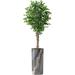 Artificial Tree in Modern Planter Fake Ficus Silk Tree for Indoor and Outdoor Home Decoration - 75 Overall Tall (Plant Pot Plus Tree)