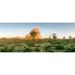 Joshua trees in desert at sunrise Joshua Tree National Park San Bernardino County California USA Poster Print (12 x 30)